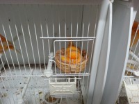 /album/norwich-2014/yellow-hen-7-jpg/